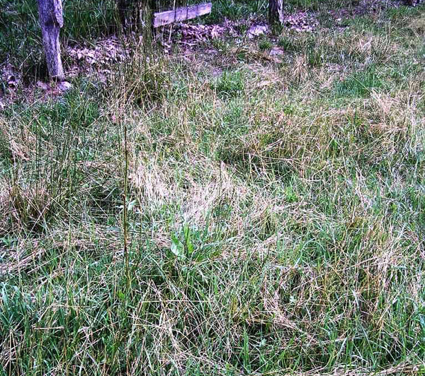 Making Pasture & Forages Work For Sheep